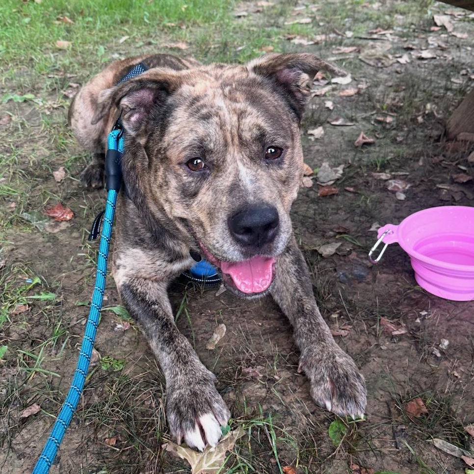 Meaty, a Adoptable mixed breed in Greenwood, IN image 4/5