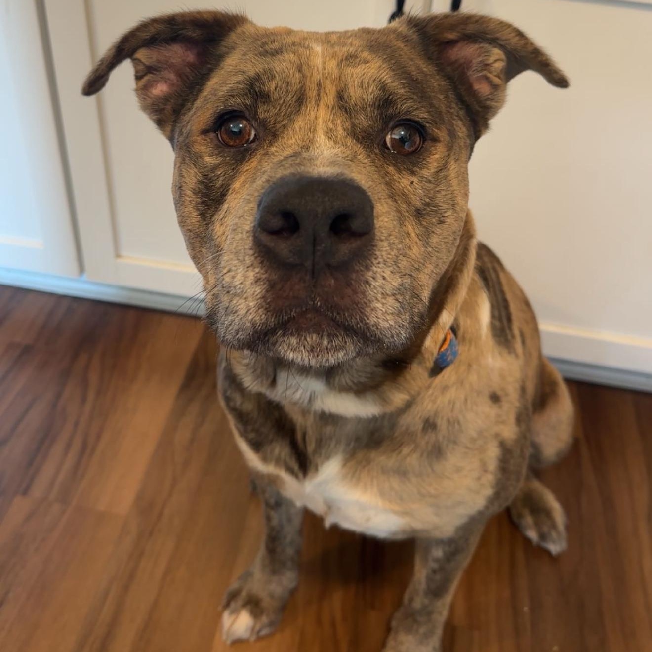 Meaty, a Adoptable mixed breed in Greenwood, IN image 5/5