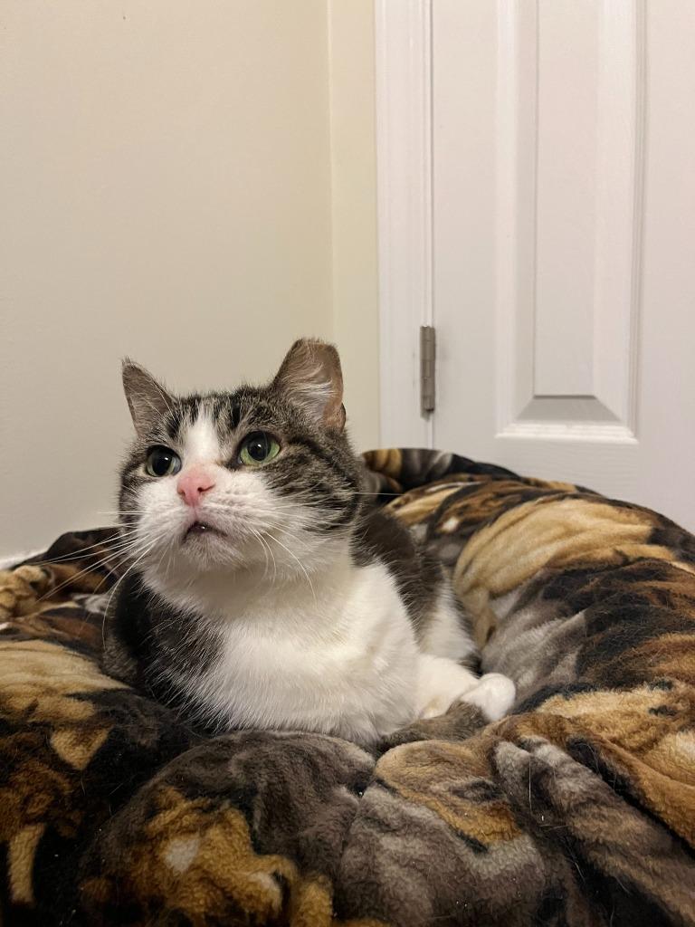 Tilly, Adoptable, Adult Female Domestic Short Hair.