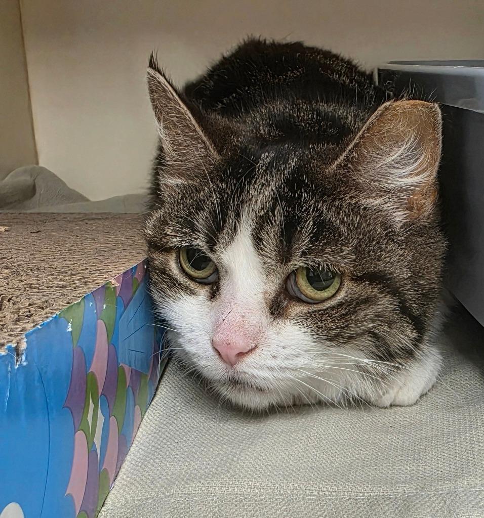Enlarge Tilly, a Adoptable mixed breed in Bloomington, IN image 4/4