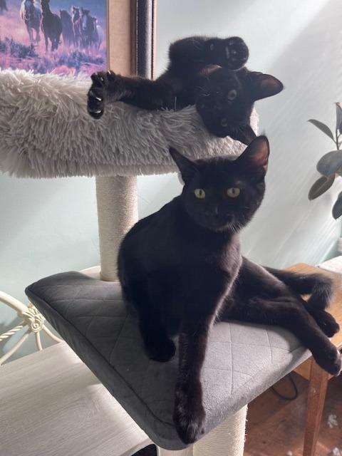 Joey, Adoptable, Young Male Domestic Short Hair.