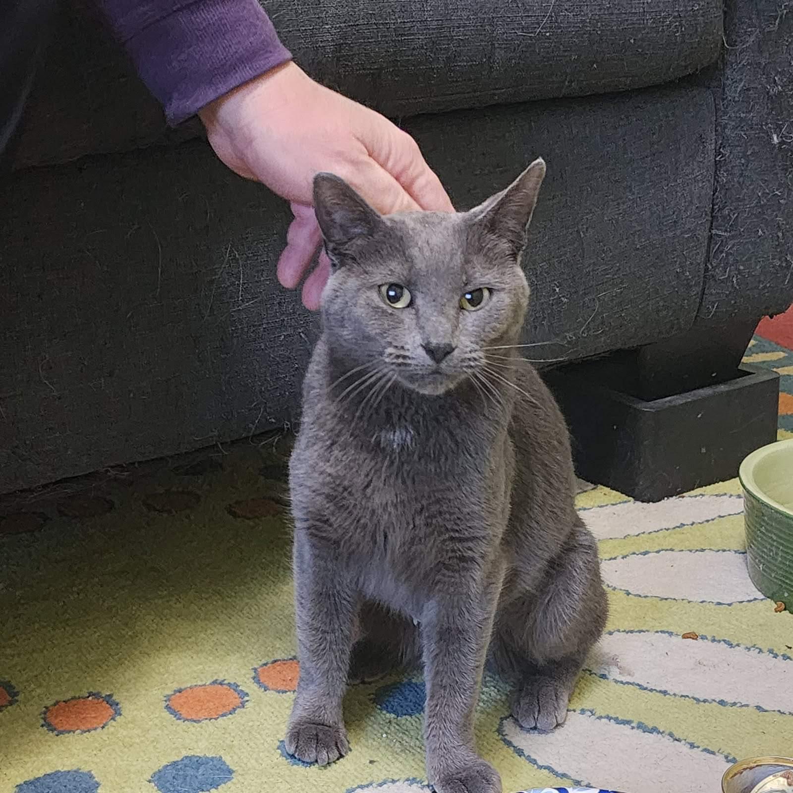 Enlarge Asha, an adopted Domestic Short Hair in Leesburg, VA image 4/4