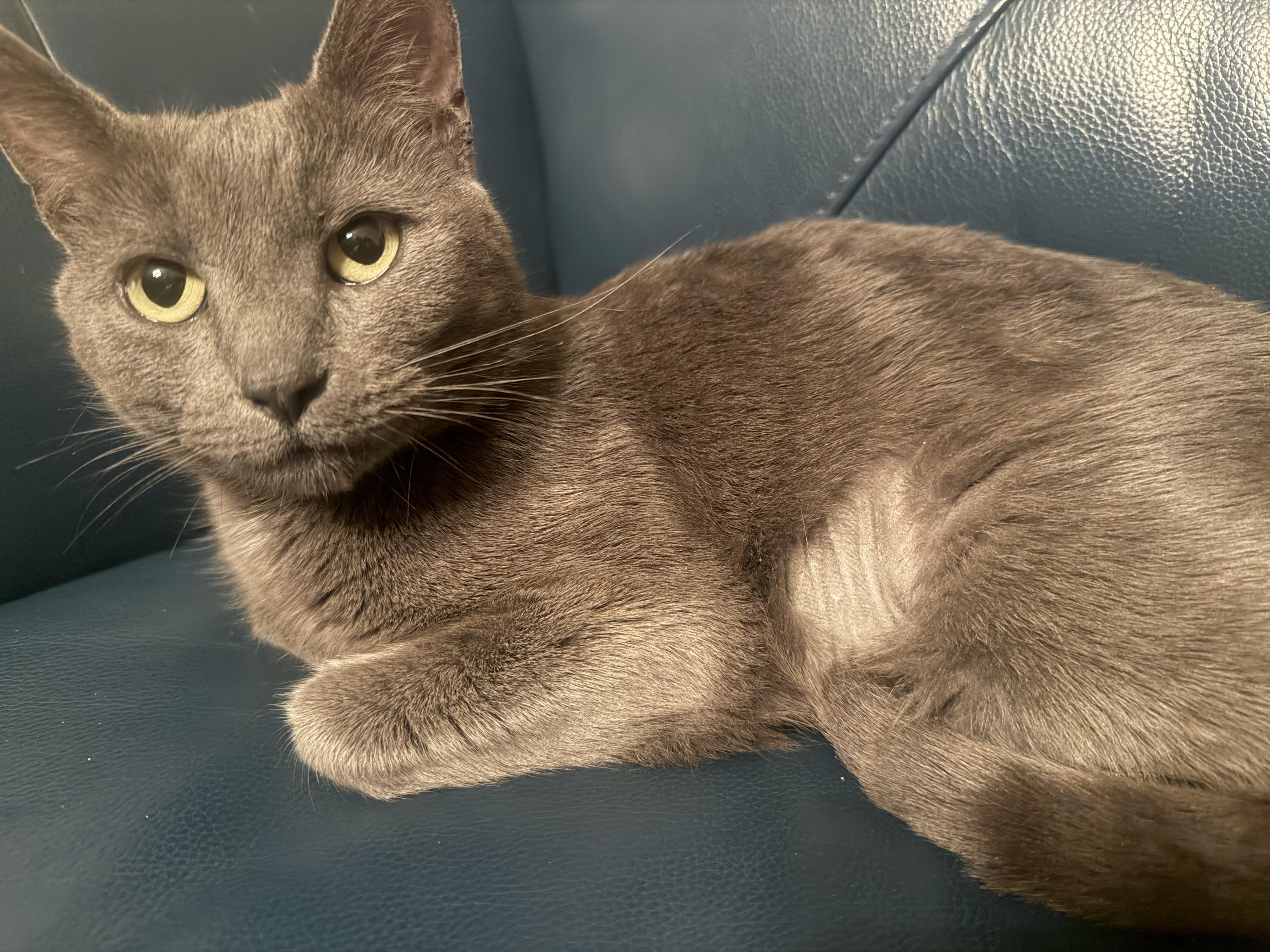 Asha, ADOPTABLE, Young Female Domestic Short Hair.