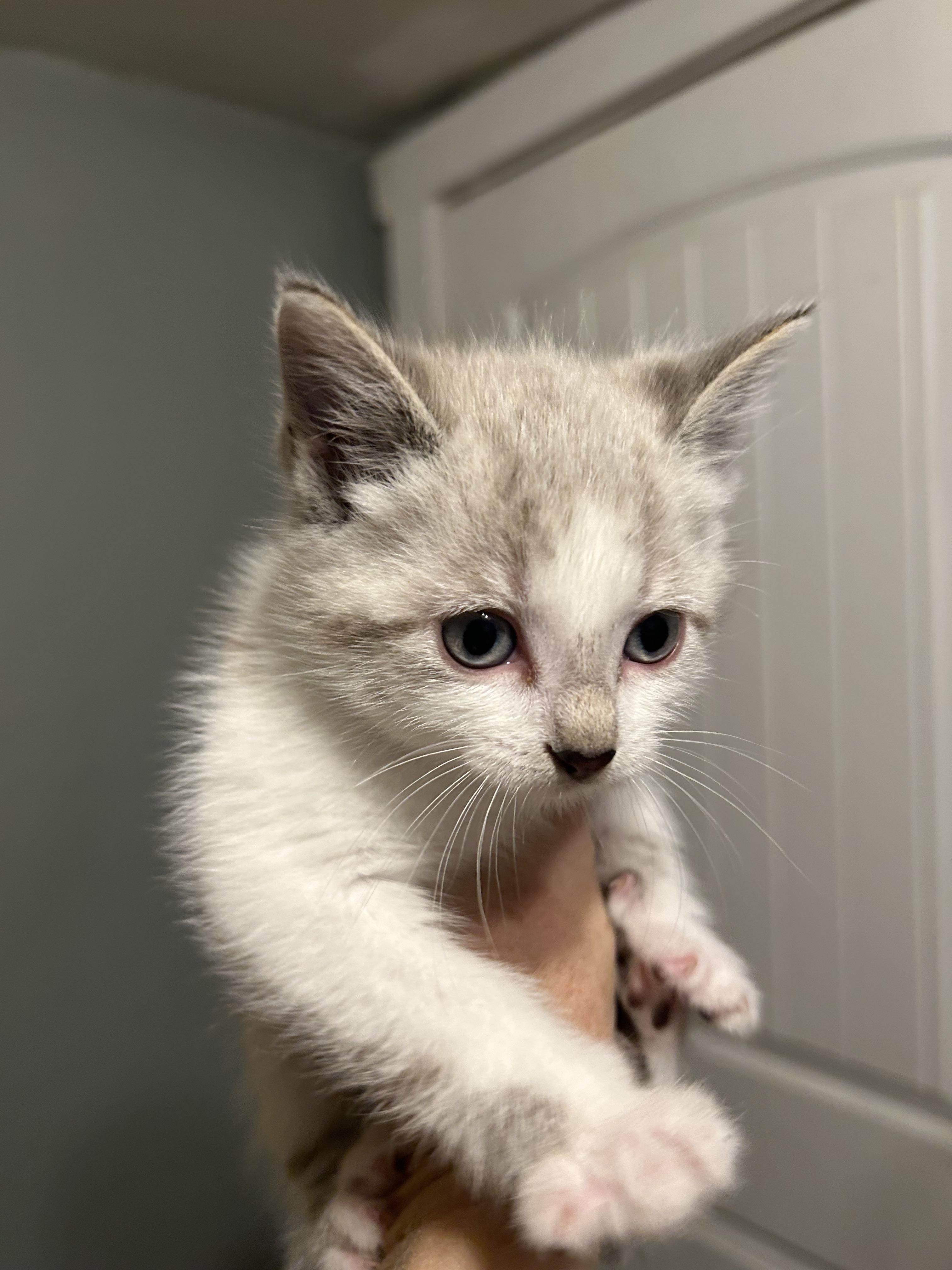 Enlarge Squirt, a Adopted Domestic Short Hair in Heyburn, ID image 1/2