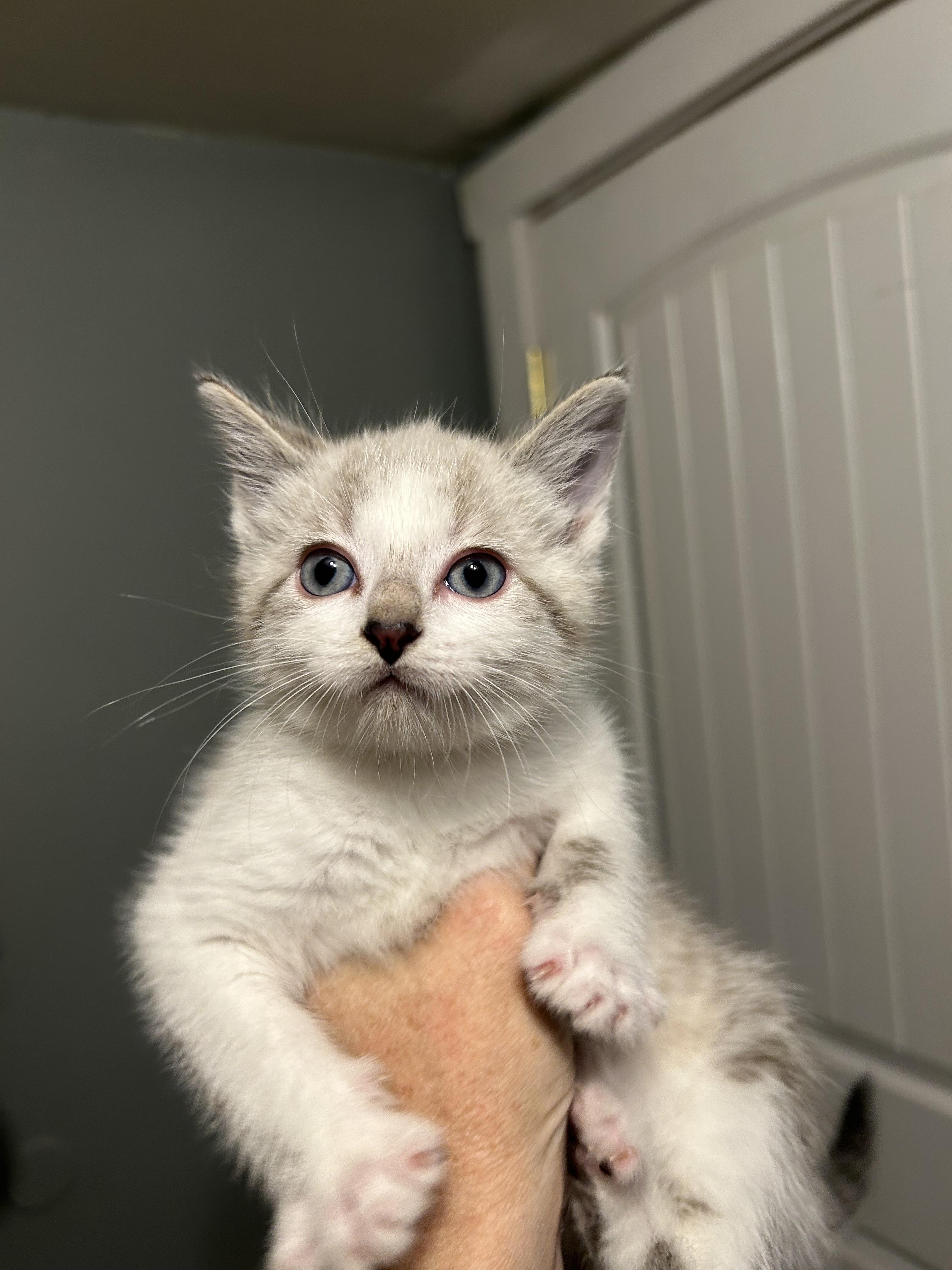 Enlarge Squirt, a Adopted Domestic Short Hair in Heyburn, ID image 2/2