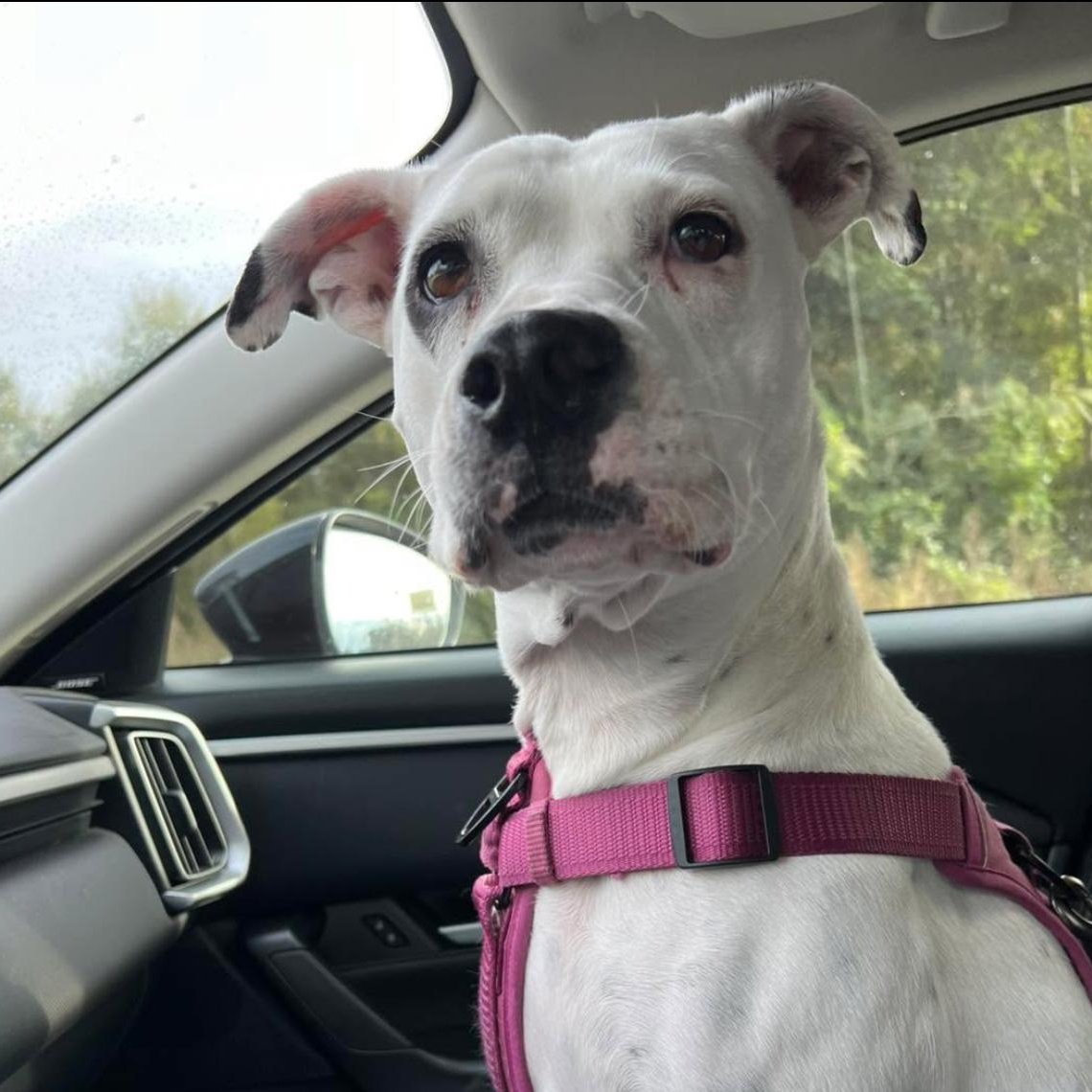 Val, an adoptable Mixed Breed in Calabash, NC, 28467 | Photo Image 3