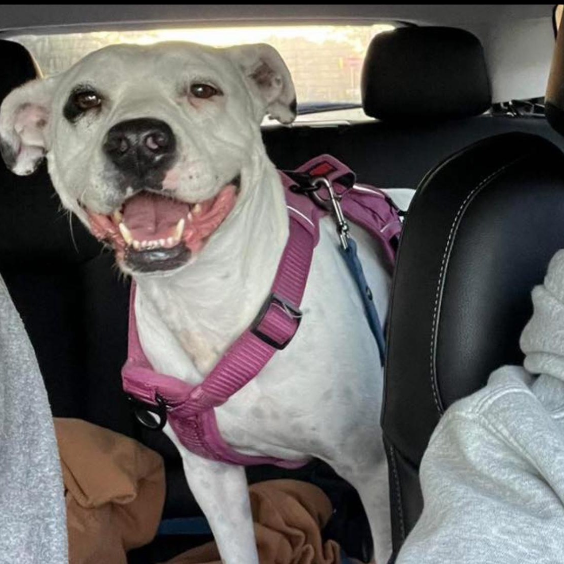 Val, an adoptable Mixed Breed in Calabash, NC, 28467 | Photo Image 2