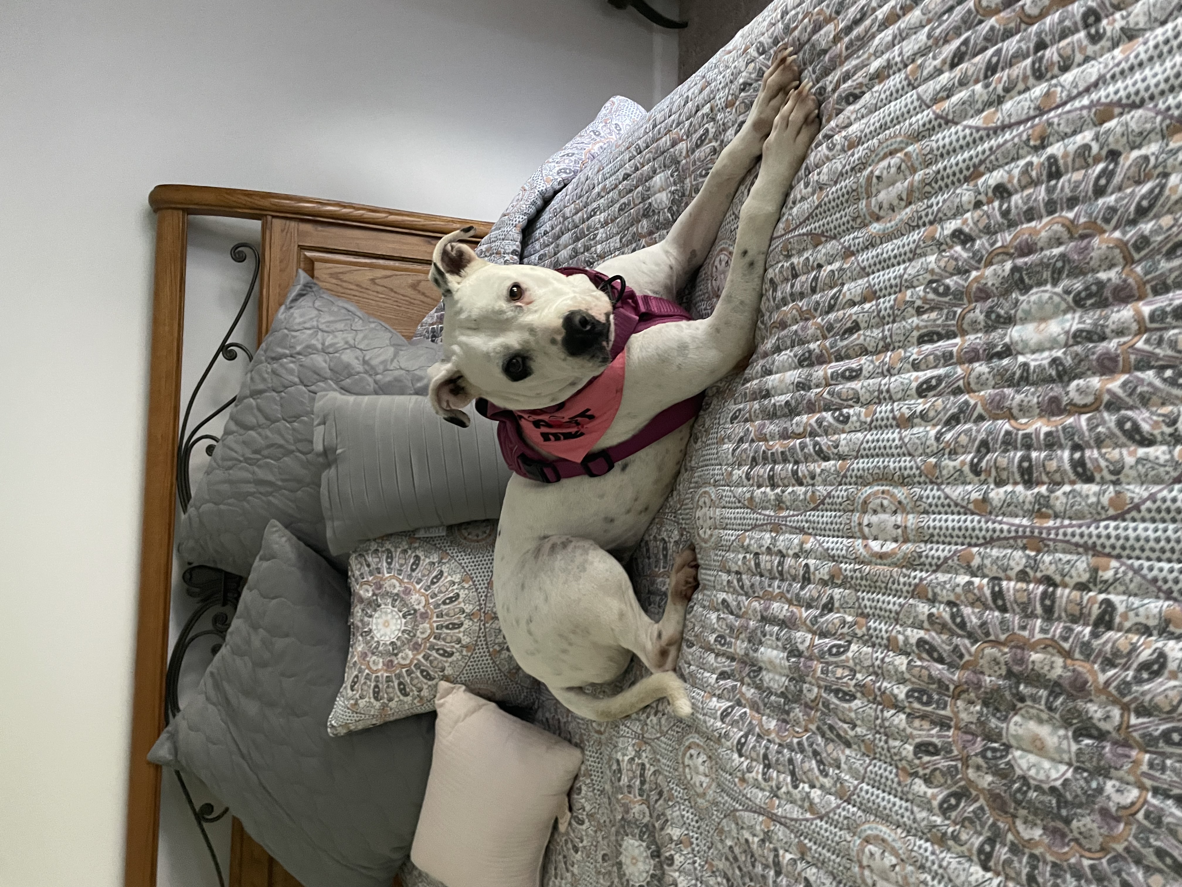 Val, an adoptable Mixed Breed in Calabash, NC, 28467 | Photo Image 6