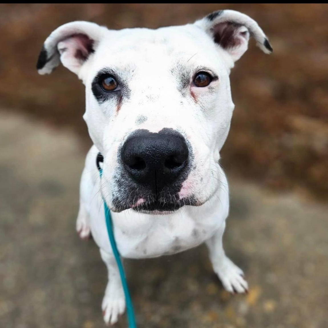 Val, an adoptable Mixed Breed in Calabash, NC, 28467 | Photo Image 2