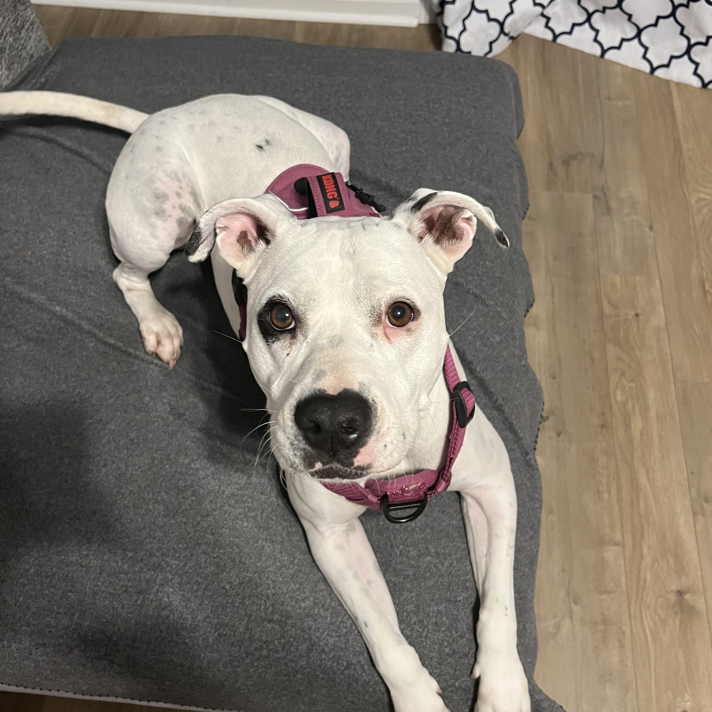 Val, an adoptable Mixed Breed in Calabash, NC, 28467 | Photo Image 4