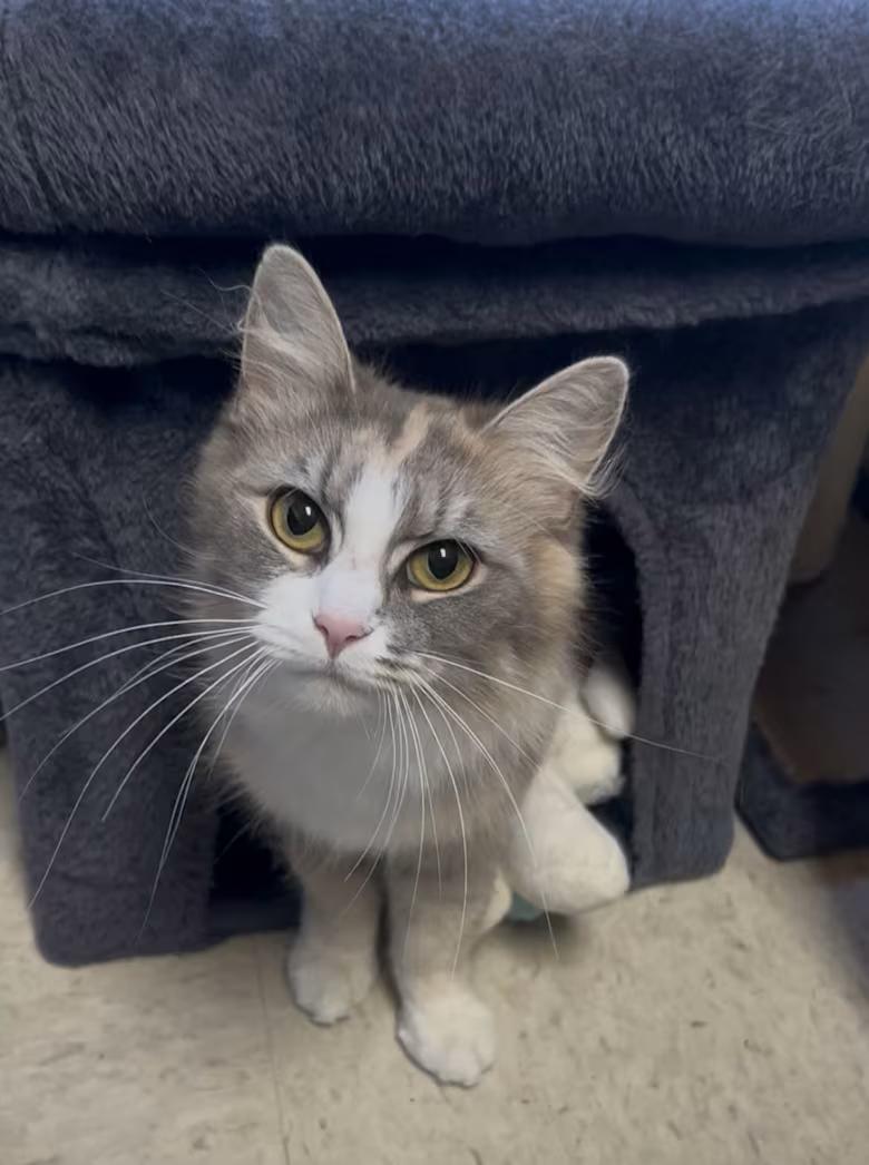 Priscilla, Adopted, Young Female Domestic Medium Hair & Dilute Tortoiseshell.