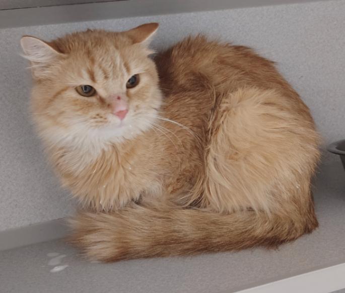 Enlarge Cheese Puff, a Adoptable Domestic Long Hair in Osseo, MI image 1/1