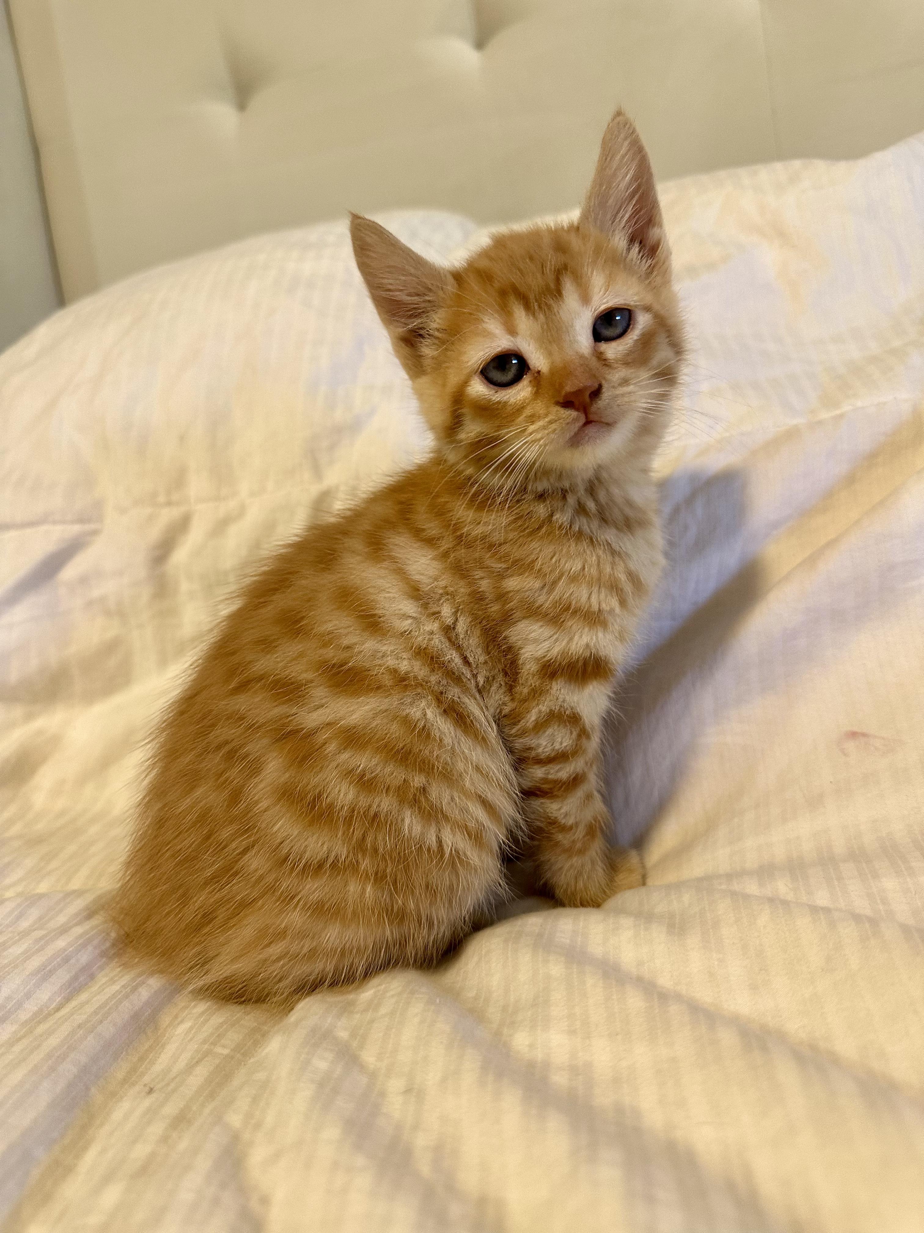 Peanut, Adoptable, Kitten Male Domestic Short Hair.