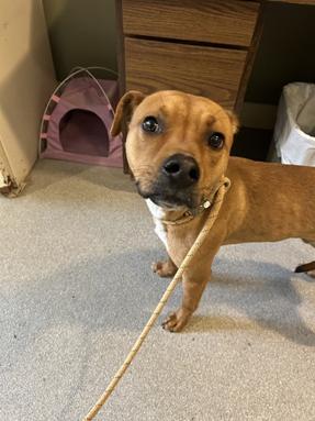 Enlarge Max, a ADOPTABLE mixed breed in Baldwin, MI image 1/1
