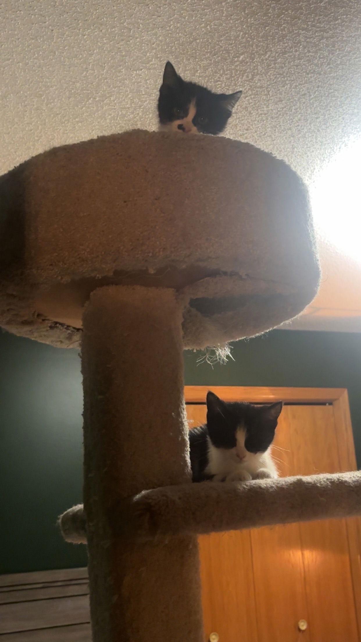 Enlarge Martini, a Adoptable Domestic Short Hair in Minneapolis, MN image 1/3