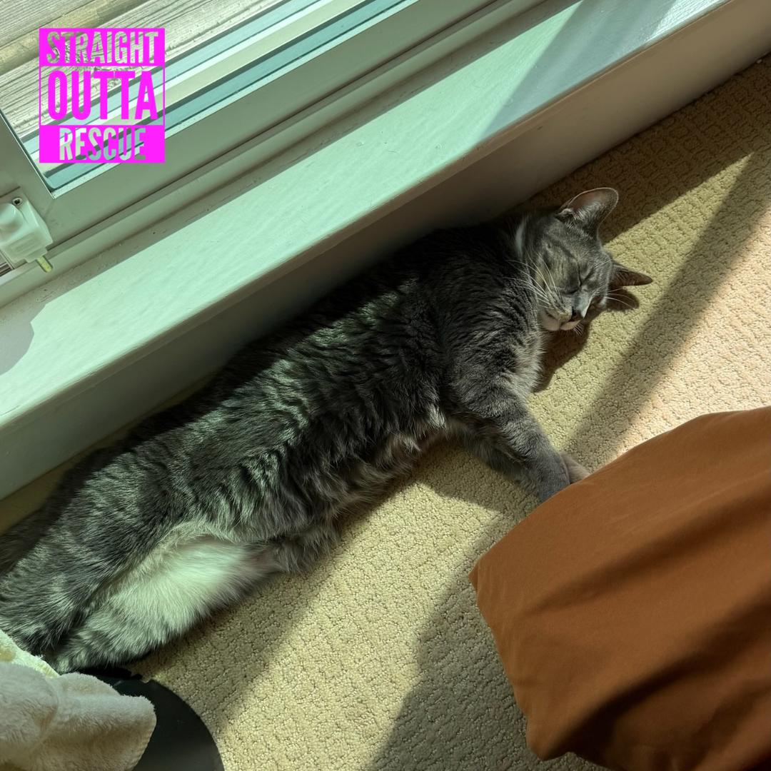 Izzy, a ADOPTABLE Domestic Short Hair in Vancouver, BC image 5/6