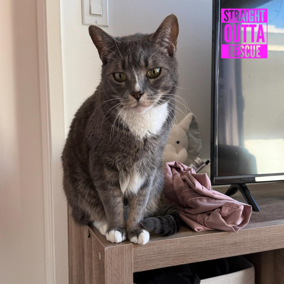 Izzy, ADOPTABLE, Adult Male Domestic Short Hair.
