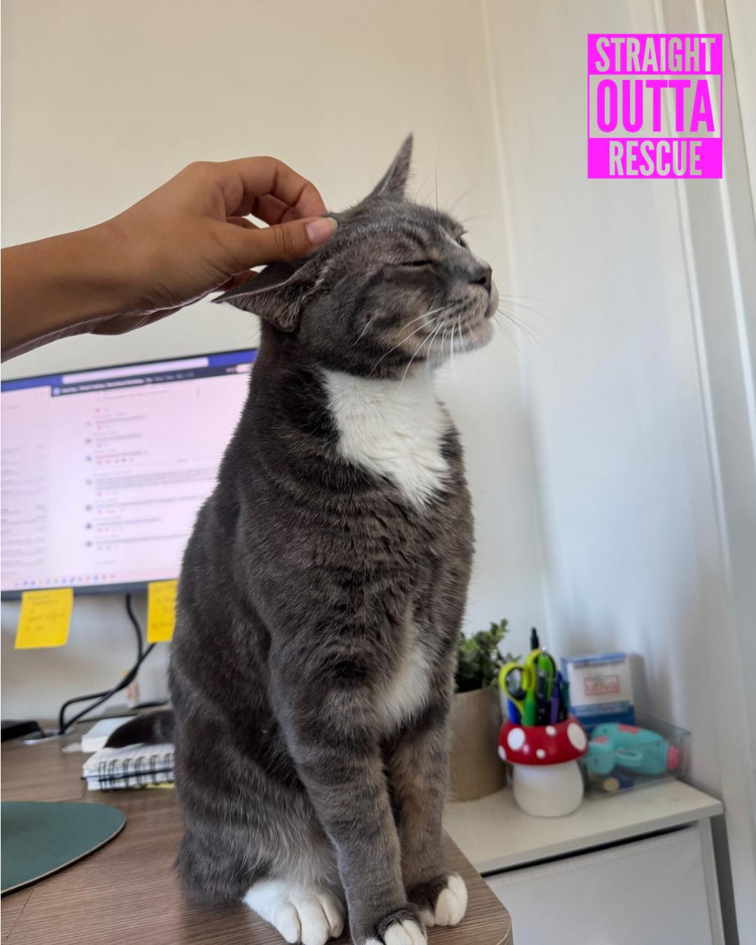 Izzy, ADOPTABLE, Adult Male Domestic Short Hair.
