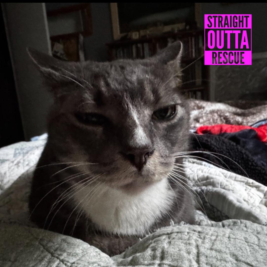 Izzy, a ADOPTABLE Domestic Short Hair in Vancouver, BC image 2/6