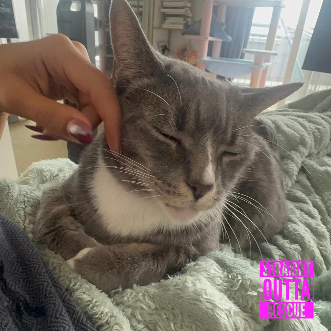 Enlarge Izzy, a ADOPTABLE Domestic Short Hair in Vancouver, BC image 6/6
