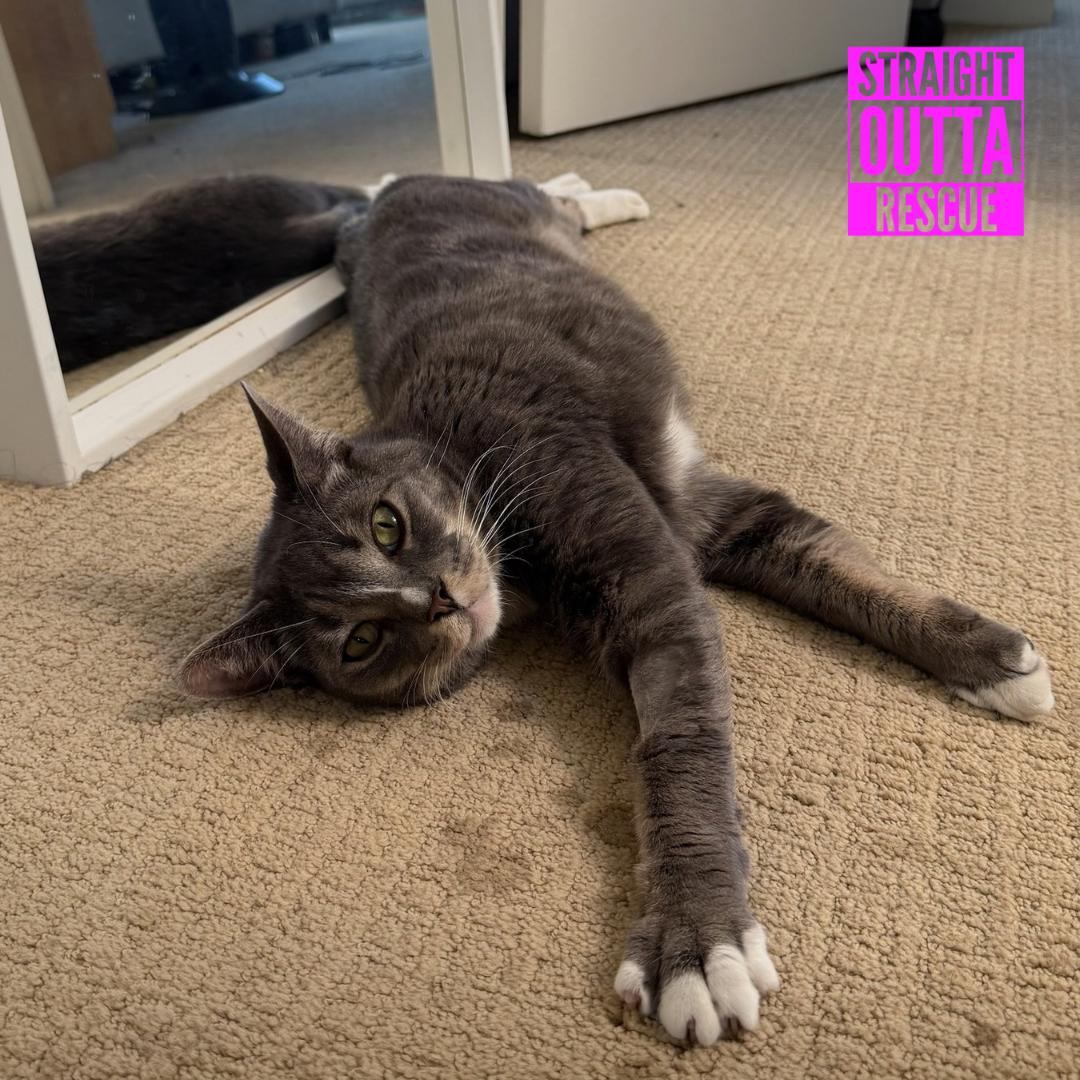 Izzy, a ADOPTABLE Domestic Short Hair in Vancouver, BC image 6/6