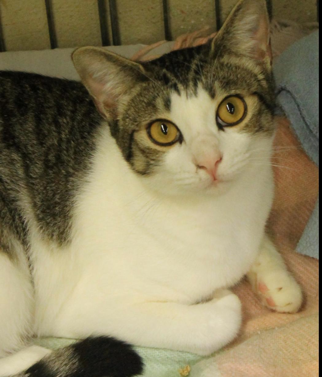 Jade, Adoptable, Adult Female American Shorthair.