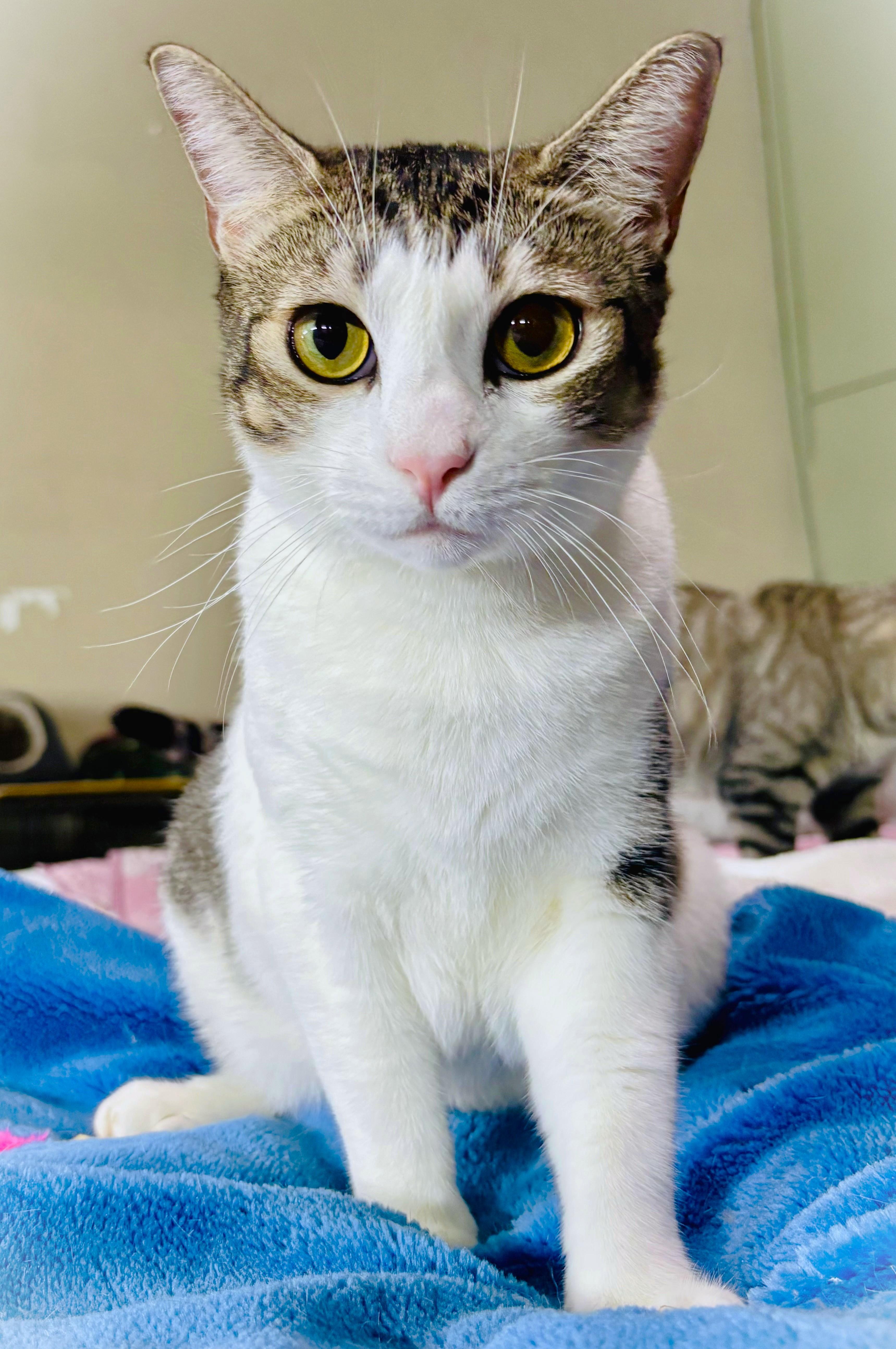 Enlarge Jade, a Adoptable American Shorthair in San Diego, CA image 2/4