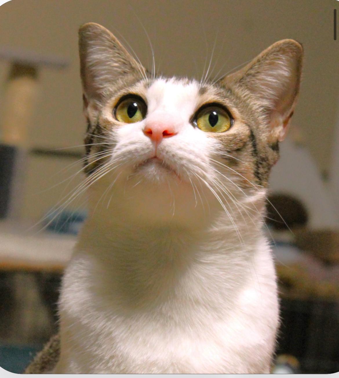 Enlarge Jade, a Adoptable American Shorthair in San Diego, CA image 3/4