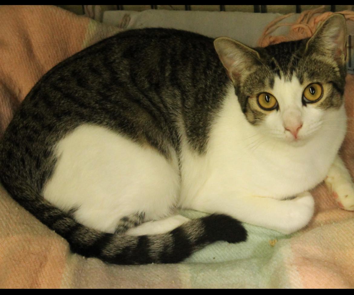 Jade, a Adoptable American Shorthair in San Diego, CA image 4/4