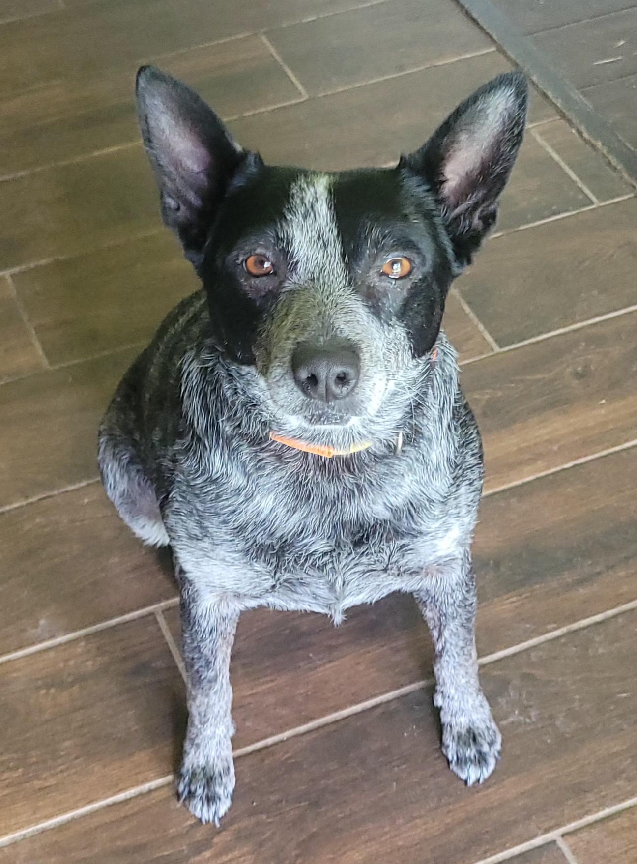Enlarge Brooks - Mini Heeler, a ADOPTABLE Australian Cattle Dog / Blue Heeler in Fort Worth, TX image 1/2