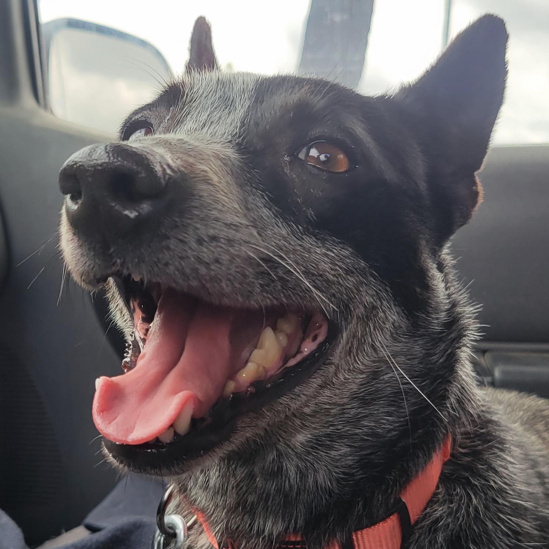 Enlarge Brooks - Mini Heeler, a ADOPTABLE Australian Cattle Dog / Blue Heeler in Fort Worth, TX image 2/2