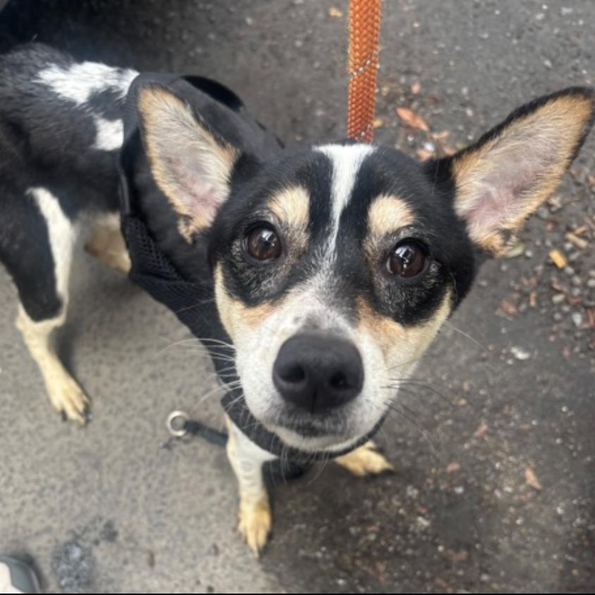 Ollie, Adoptable, Adult Male Rat Terrier & Mixed Breed.