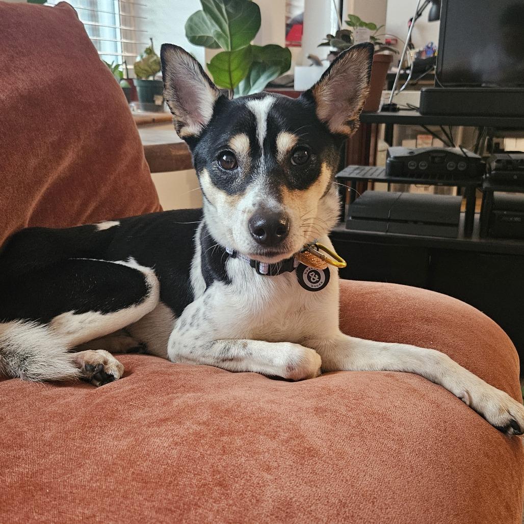 Enlarge Ollie, a Adoptable mixed breed in Brooklyn, NY image 2/6