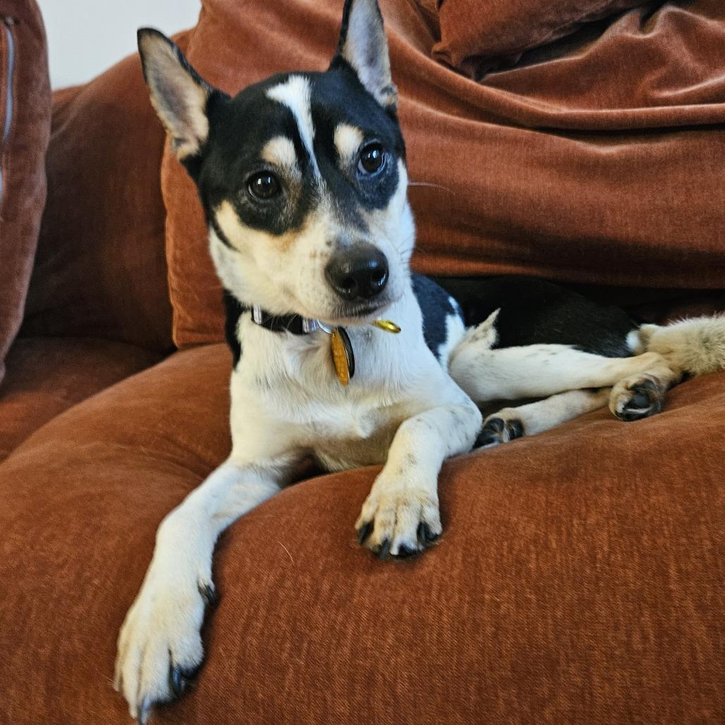 Enlarge Ollie, a Adoptable mixed breed in Brooklyn, NY image 3/6