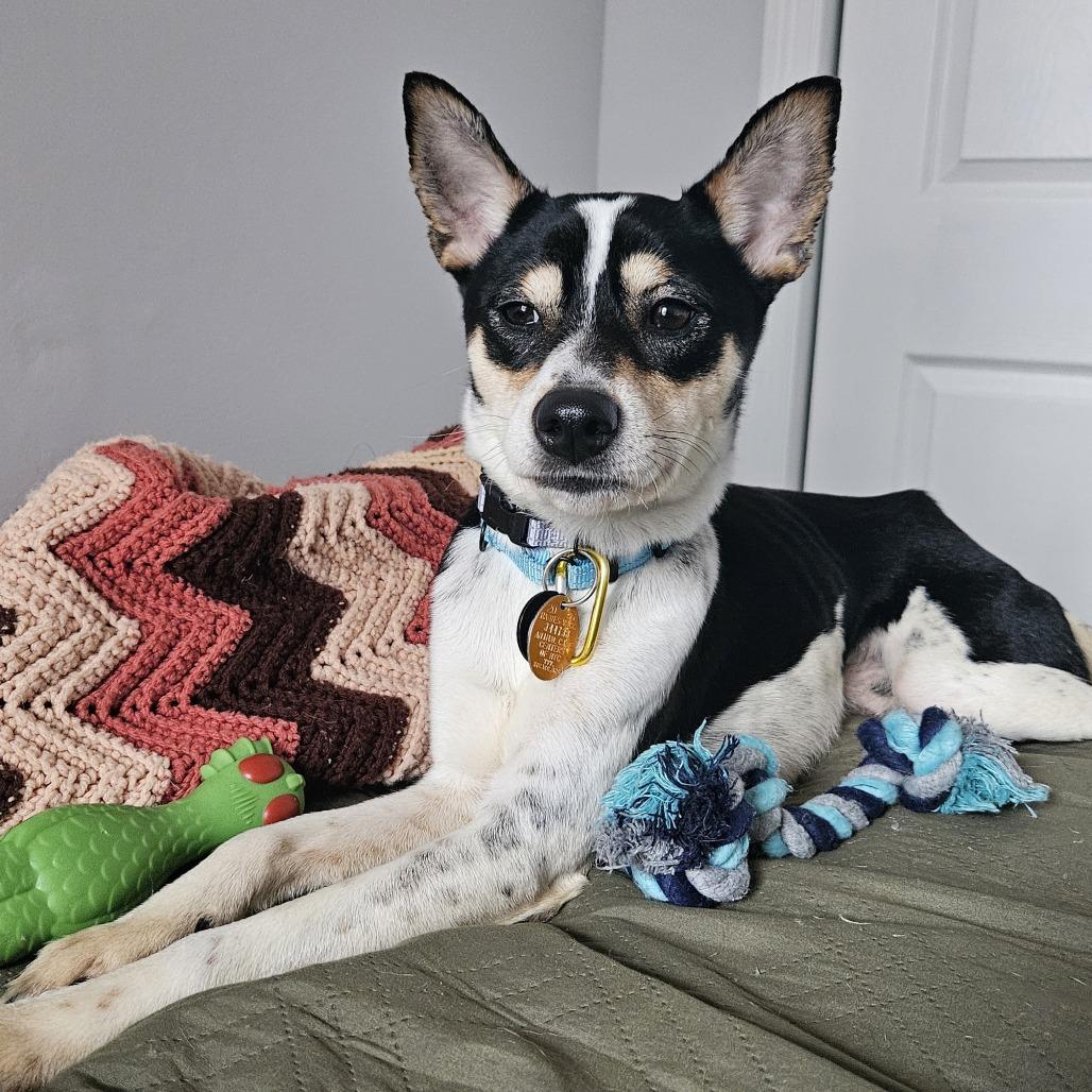Enlarge Ollie, a Adoptable mixed breed in Brooklyn, NY image 4/6