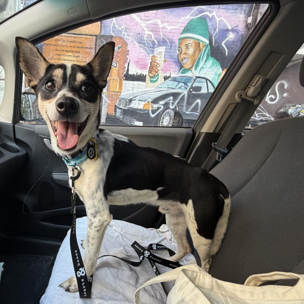 Enlarge Ollie, a Adoptable mixed breed in Brooklyn, NY image 5/6