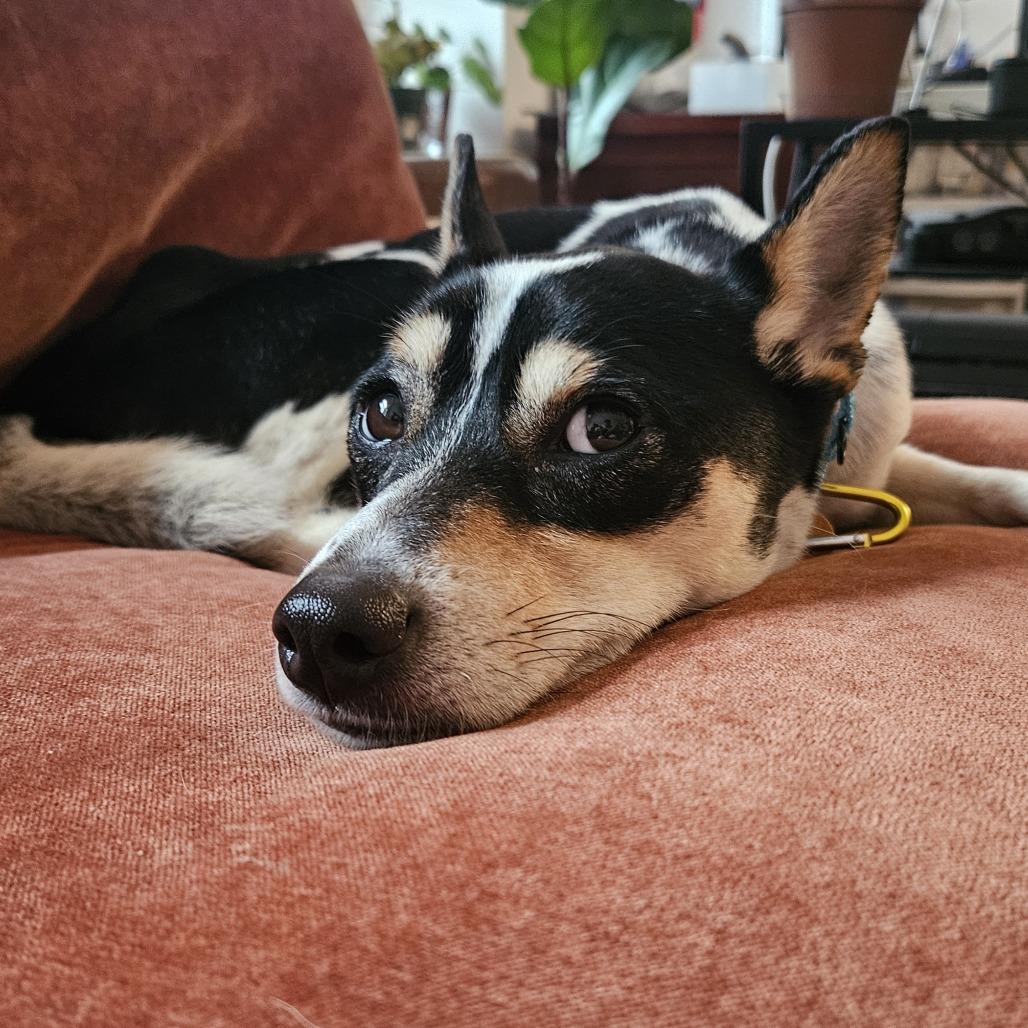 Enlarge Ollie, a Adoptable mixed breed in Brooklyn, NY image 6/6