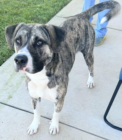 Enlarge Tabitha, an adopted Mixed Breed in Georgetown, TX image 2/3