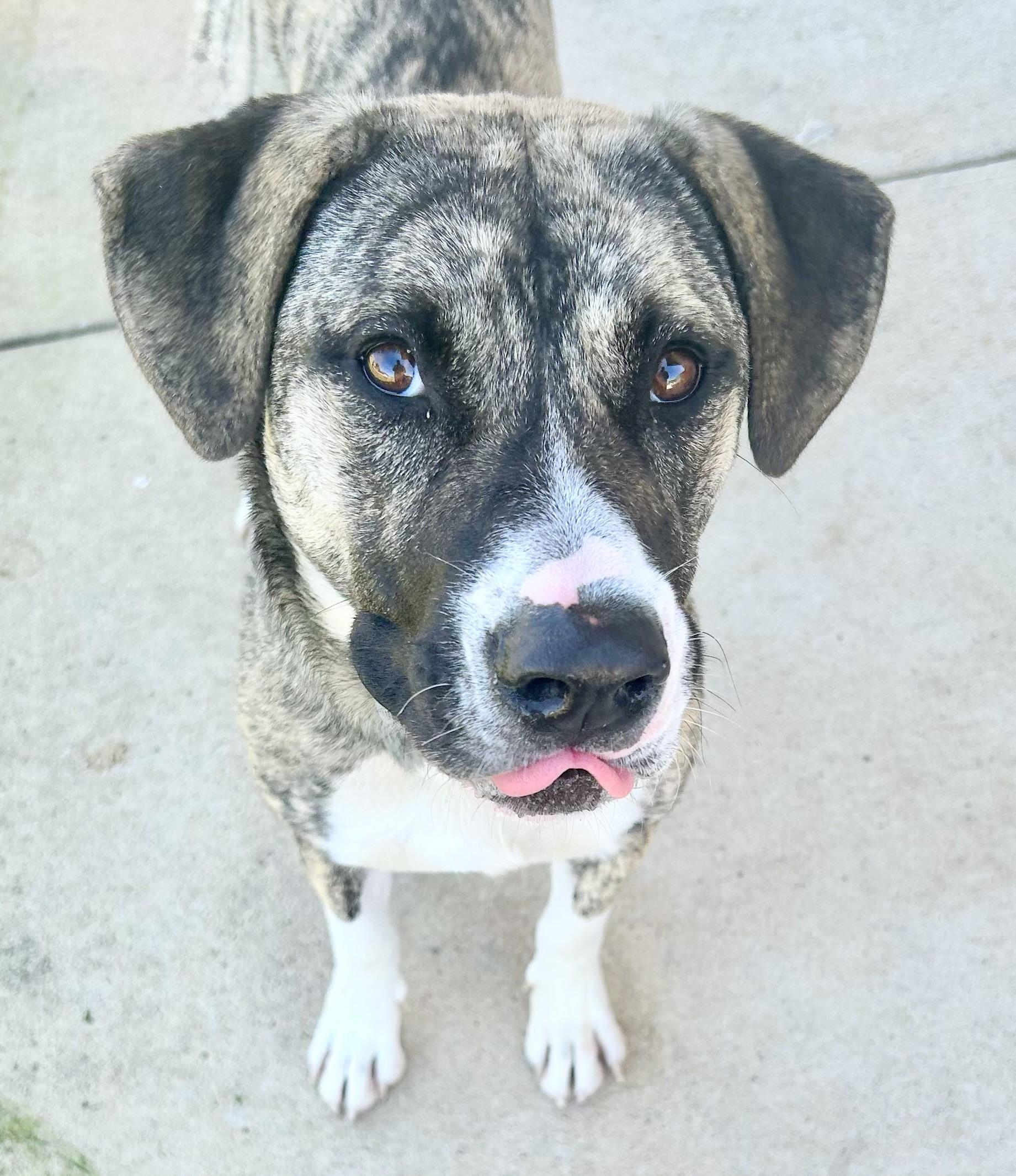 Enlarge Tabitha, an adopted Mixed Breed in Georgetown, TX image 3/3