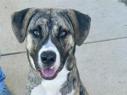 Tabitha, adopted, Adult Female Mixed Breed.