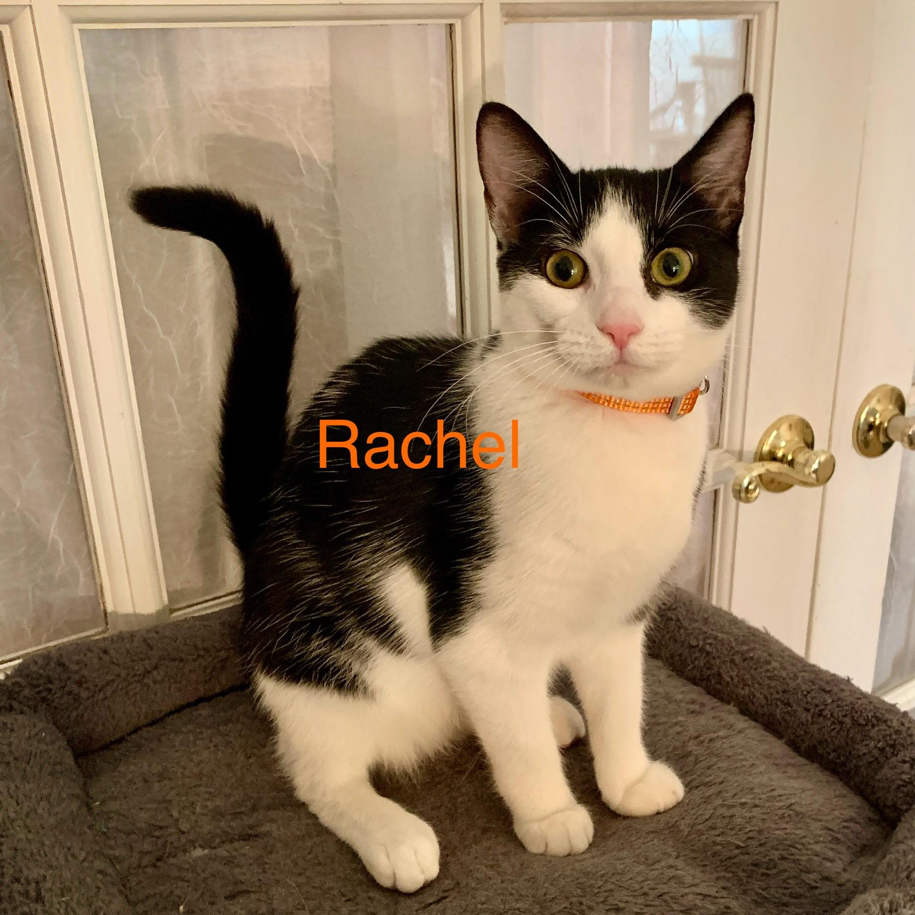 Enlarge Rachel, a Adoptable mixed breed in Bonaire, GA image 3/6