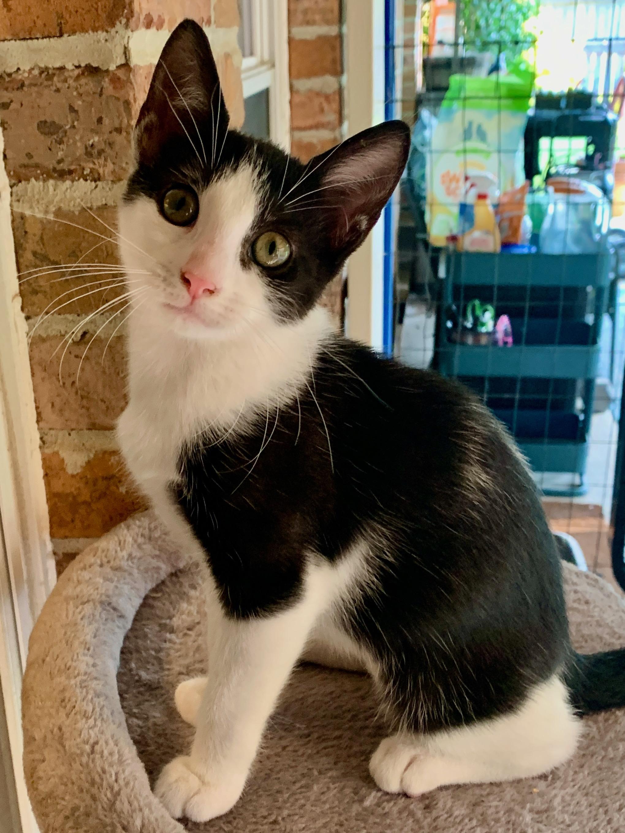 Rachel, Adoptable, Young Female Tuxedo.