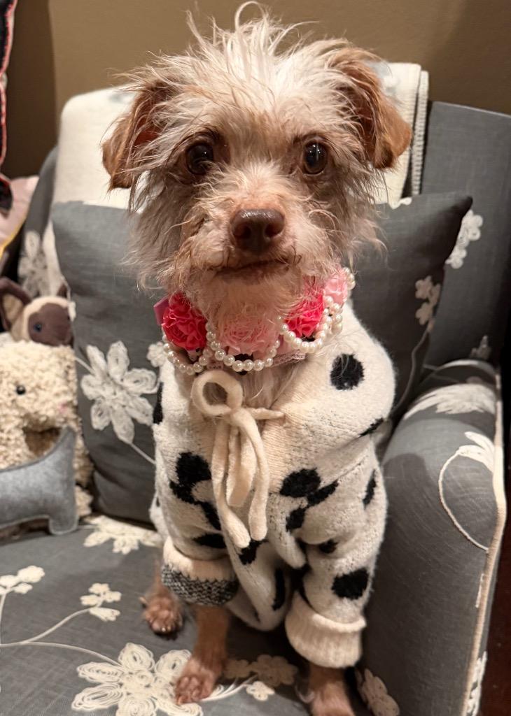 Enlarge Waify, a Adoptable mixed breed in West Bloomfield, MI image 1/2