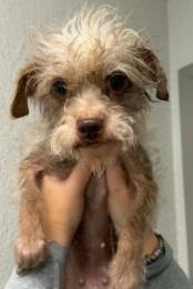 Enlarge Waify, a Adoptable mixed breed in West Bloomfield, MI image 2/2