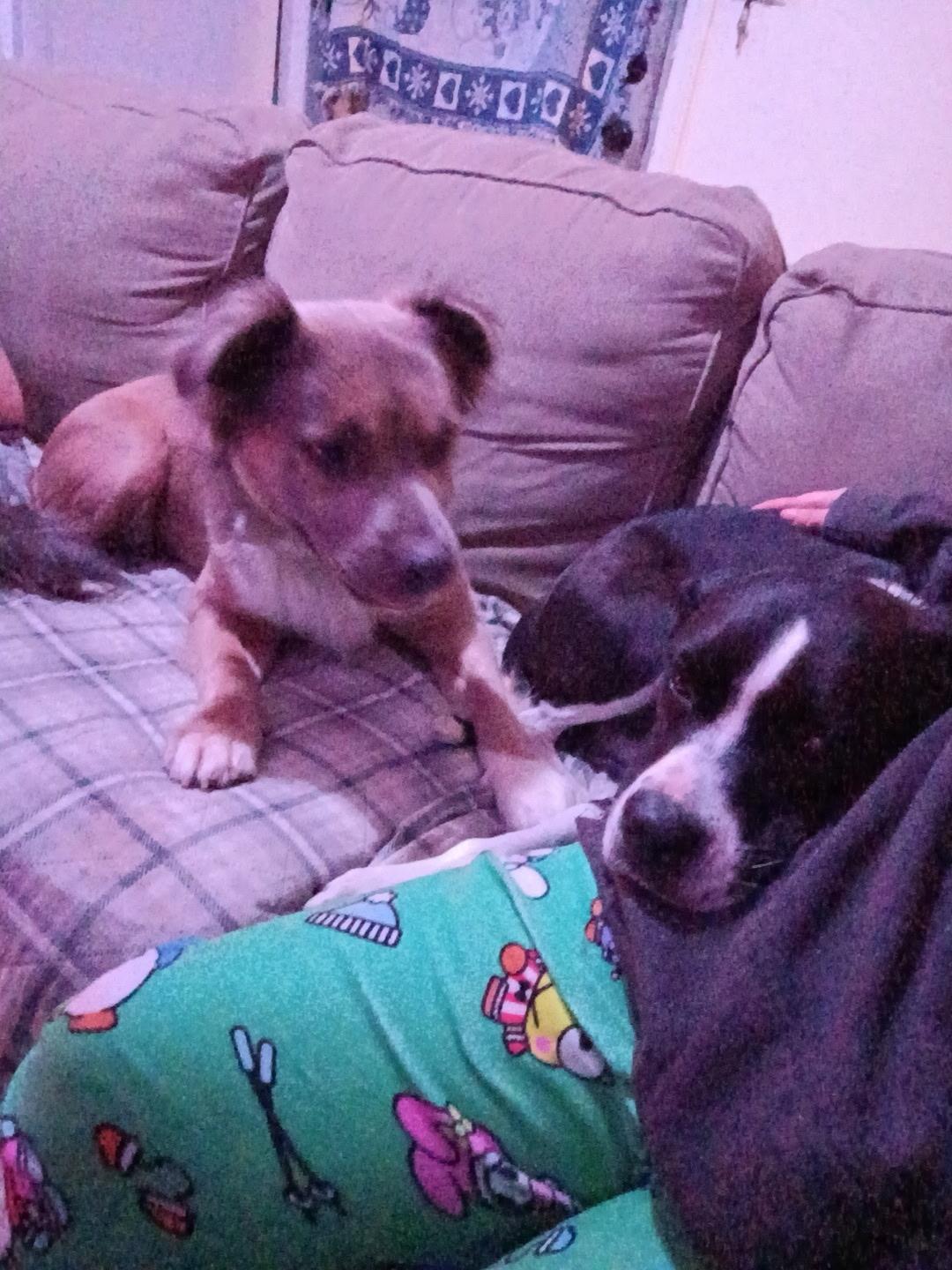 Foxie Roxie, a Adoptable mixed breed in Salem, OR image 3/6