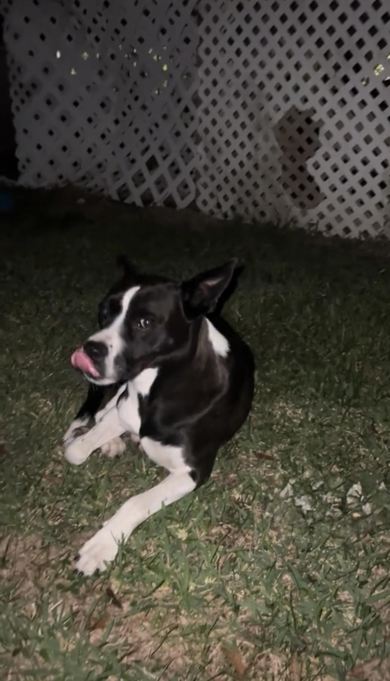 Foxie Roxie, a Adoptable mixed breed in Salem, OR image 4/6