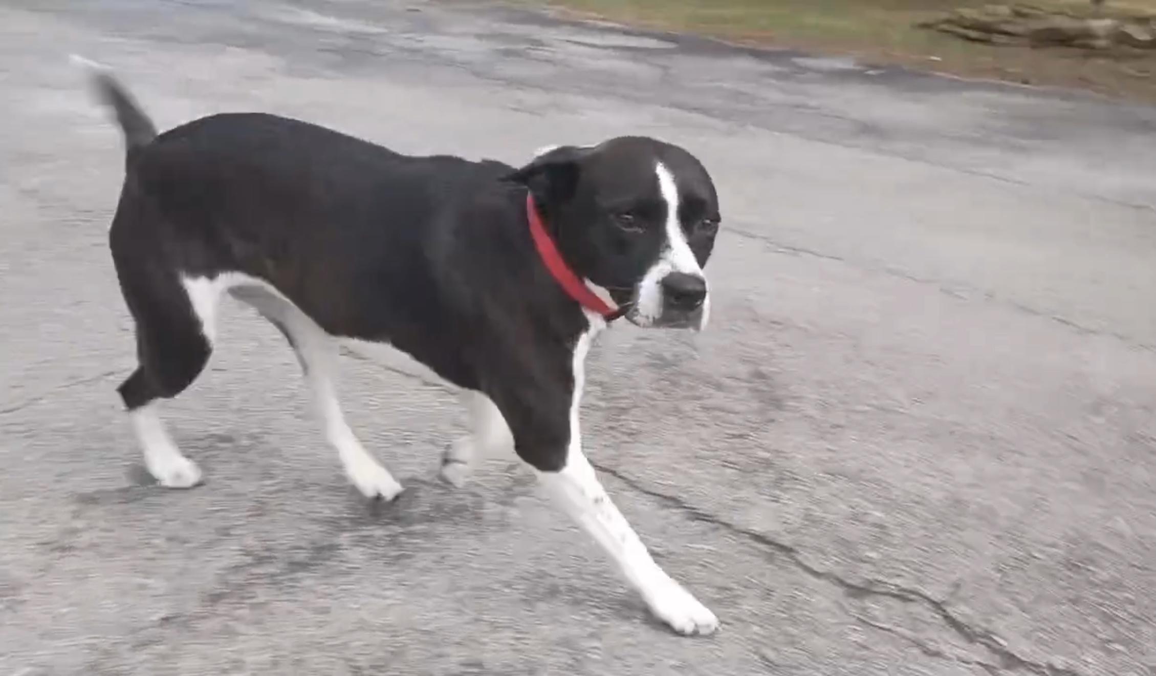 Foxie Roxie, a Adoptable mixed breed in Salem, OR image 2/6