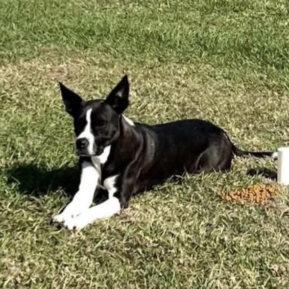 Foxie Roxie, a Adoptable mixed breed in Salem, OR image 1/6