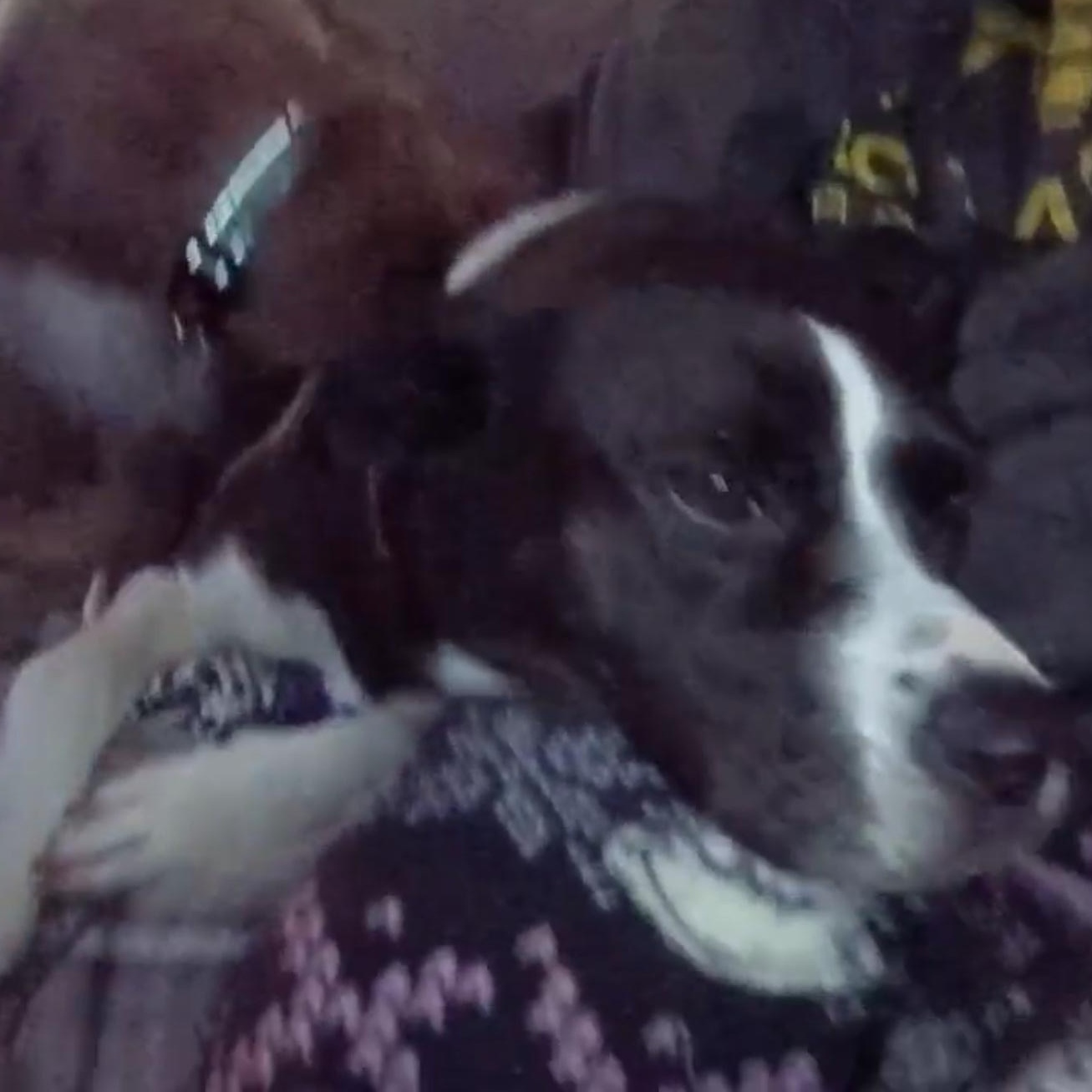 Foxie Roxie, a Adoptable mixed breed in Salem, OR image 6/6