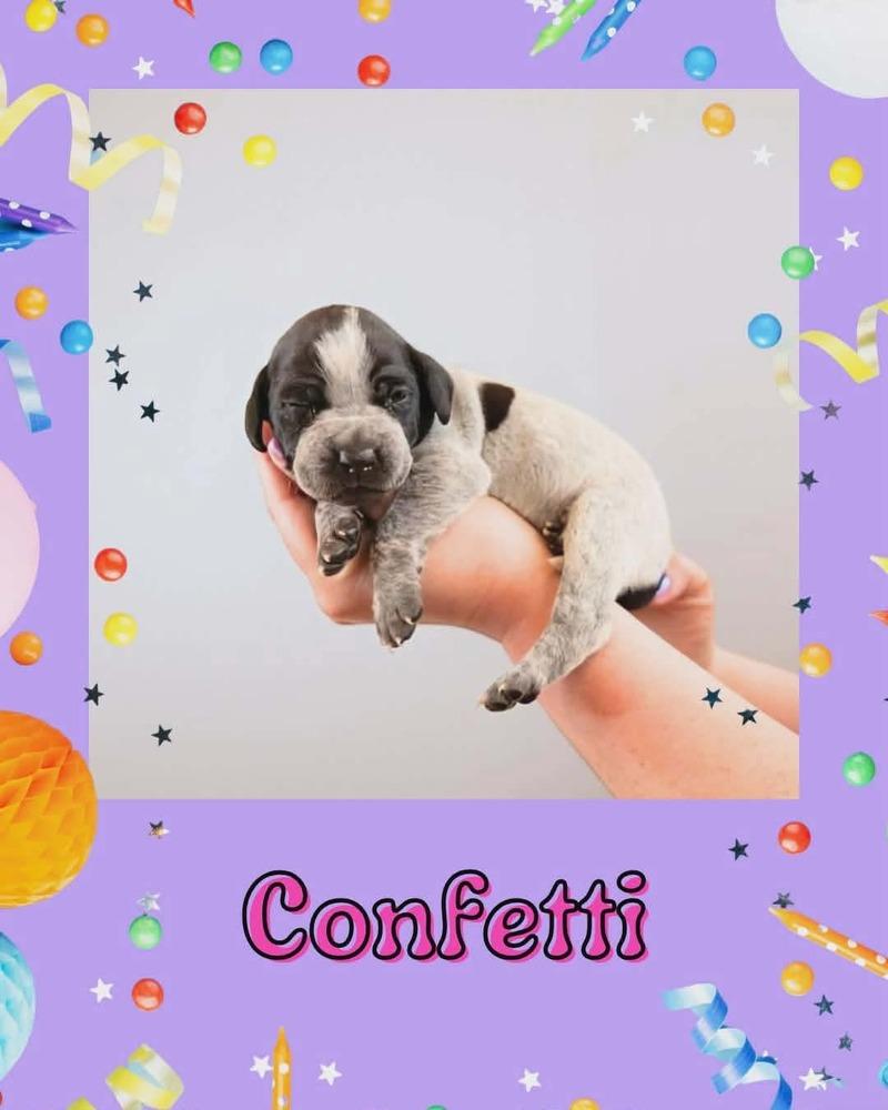 Enlarge Confetti, a Adoptable mixed breed in Fort Mill, SC image 1/1